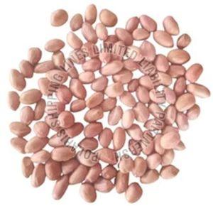 Bambara Beans