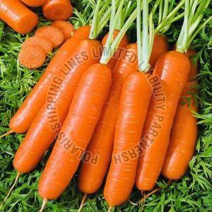 Fresh Carrot