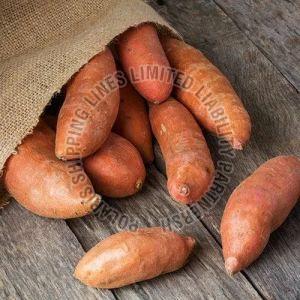 Fresh Sweet Potato