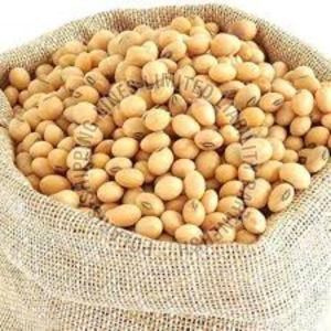 Soybean Seeds