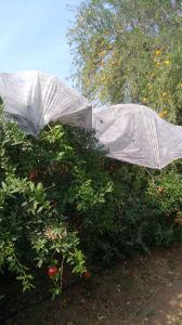 Agriculture Crop Cover