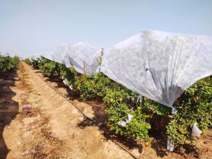 Agriculture Crop Cover