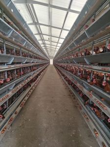 Battery Cage