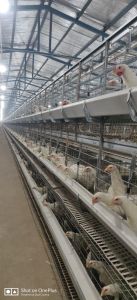 Broiler Breeder Parent Cages
