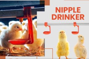 Broiler Watering System