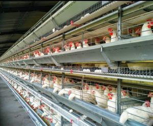 Layer Battery  Cages