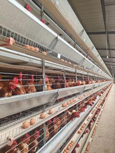 Layer H Frame Automatic Cage