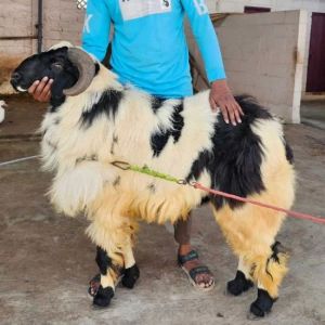 Male Macherla Sheep