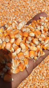 A Grade Yellow Maize