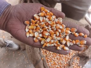 A Grade Yellow Maize
