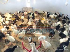 1 Day Old Turkey Farming Chicks