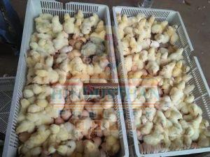 10 Day Old Broiler Chickens