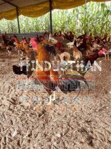 10 Months Aseel Country Chicken