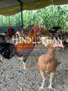 10 Months Aseel Country Chicken
