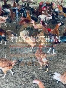 10 Months Aseel Country Chicken