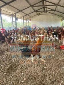 10 Months Aseel Country Chicken