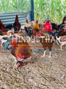 Aseel Fighter Poultry Chicks