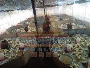 10 Day Old Broiler Chickens