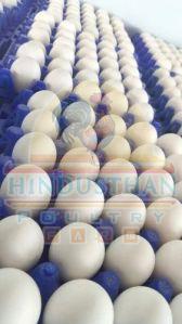 Broiler White Poultry Eggs