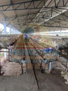 Broiler White Poultry Eggs