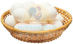 Broiler White Poultry Eggs