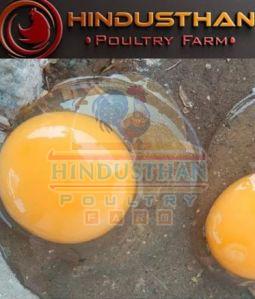 BV380 Brown Eggs