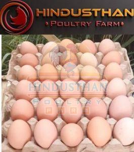 BV380 Brown Eggs