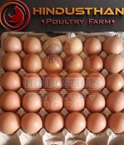 BV380 Brown Eggs