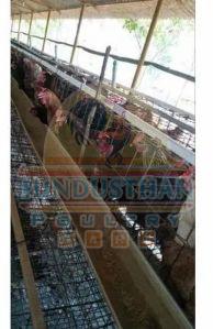 Desi Kaveri Poultry Chicks