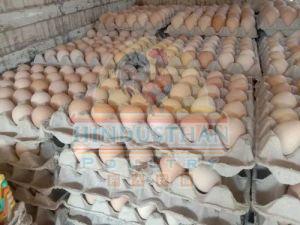 Double Yolk Jumbo Chicken Eggs