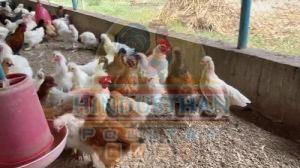 Police Cap Silky Poultry Chicks