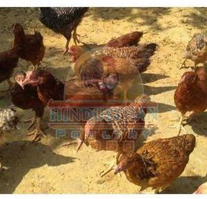 Ffg Kuroiler Poultry Chickens