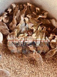 20 Days Old Fowl Chicks