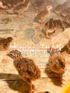 20 Days Old Fowl Chicks