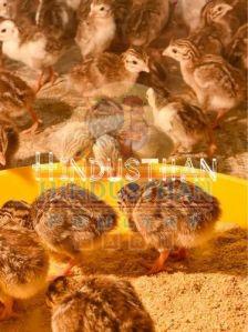 20 Days Old Fowl Chicks
