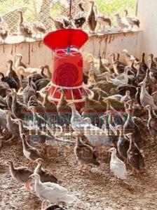 Guinea Fowl Chicks