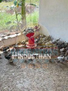 One Month Helmeted Guinea Fowl Chicks