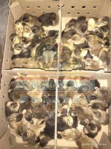 Nattu Vaathu Indian Runner Duck Poultry Chicks