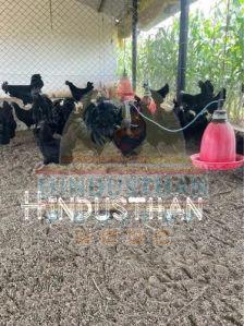 Kadaknath Hen Chickens