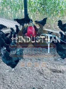 Kadaknath Hen Chickens