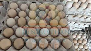 Kadaknath Chicken Egg