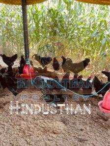 Kadaknath Hen Chickens
