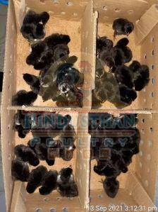 Kairali Country Chicks