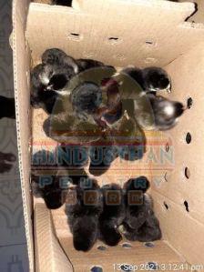 Kairali Country Chicks