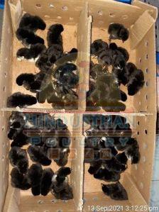 Kairali Country Chicks