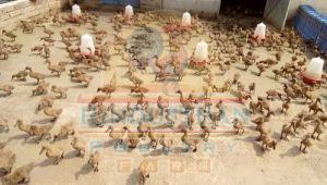 Khaki Campbell Duck Poultry Chicks