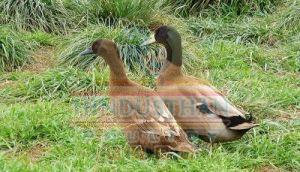 Khaki Campbell Duck Poultry Chicks