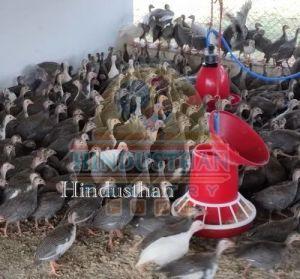 Kinni Koli Poultry Chicks