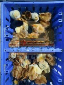 Nadan Kozhi Kunjungal Chicks