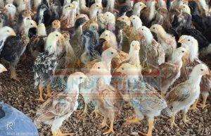 Nadan Kozhi Kunjungal Chicks